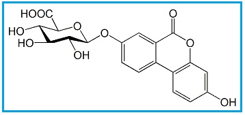 Urolithin A Glucuronide